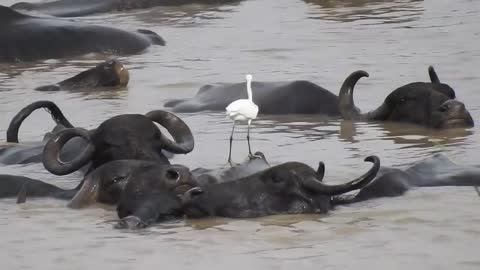 In summer, wild cows bathe in the river by submerging their bodies