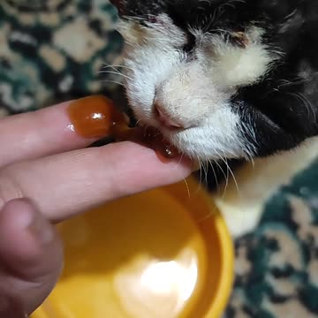 Cio eat vitamin virbac everyday