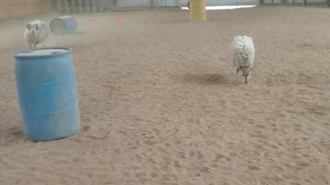 First Times Farm sheep