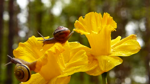 Snails Flowers Rain