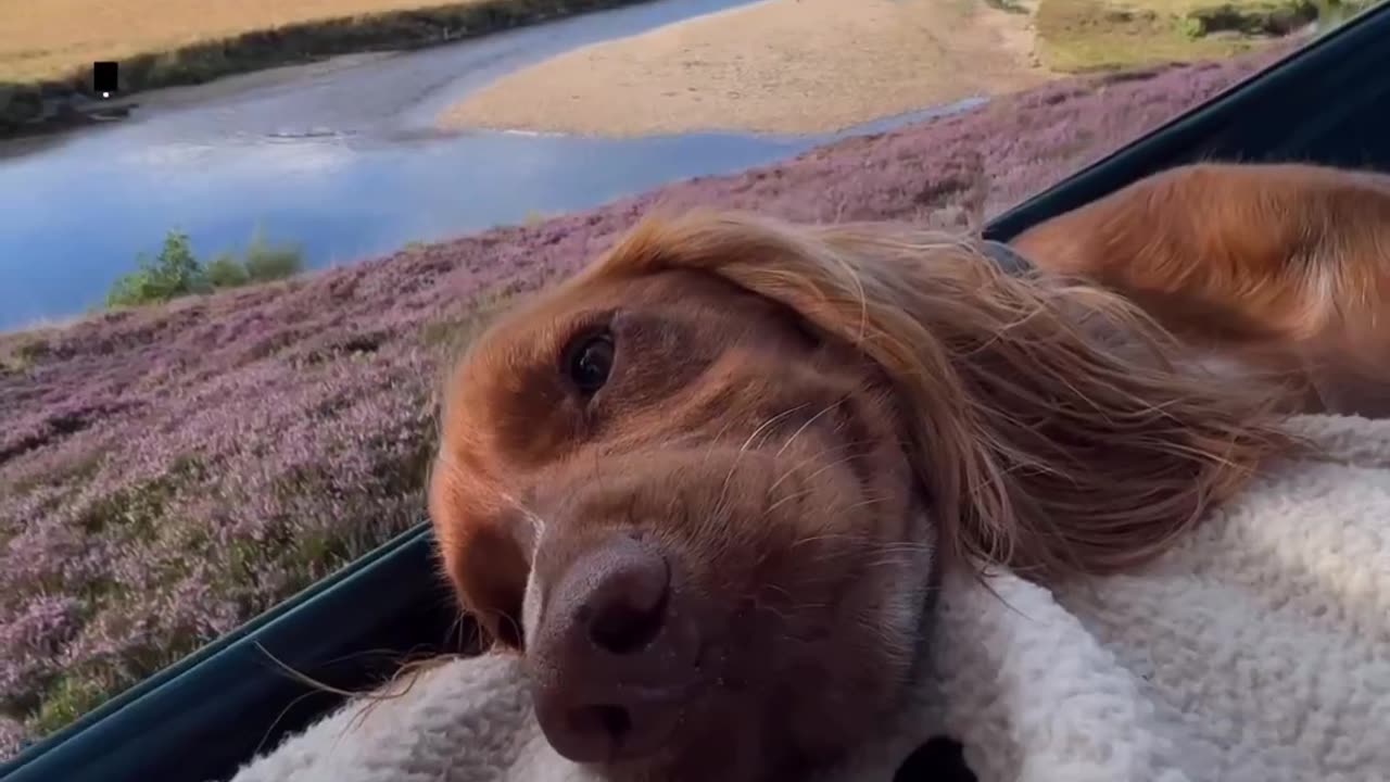 "Perfect Pup Paradise! 🐶🌴 Chilling in a Hammock with Breath-taking Views! #UltimateRelaxationGoals"