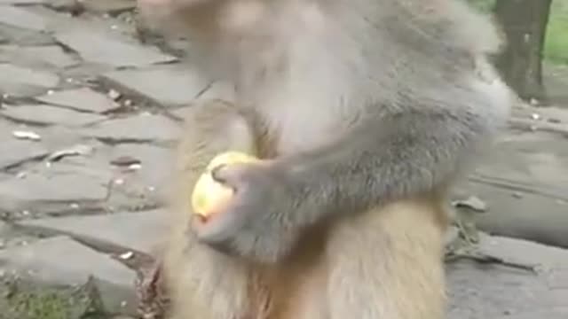 Monkeys in the zoo