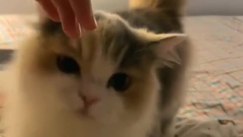 Baby cats