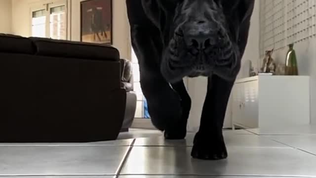 threatening fluffy dog - I see you...