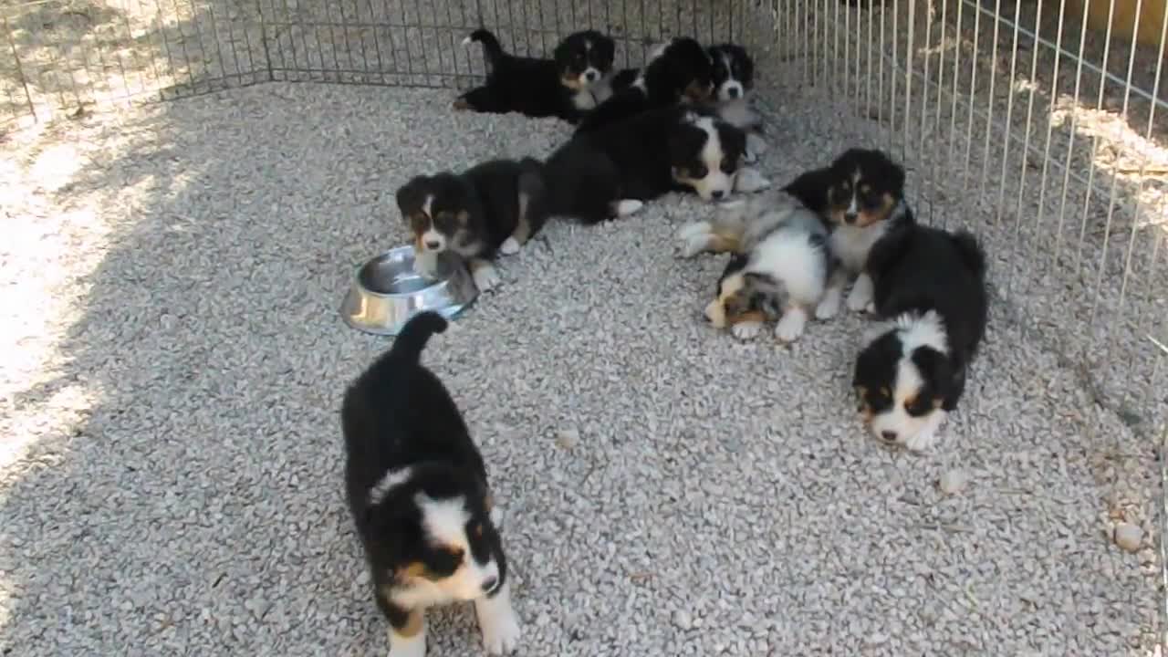 Chiots Bergers Australiens à 6 semaines