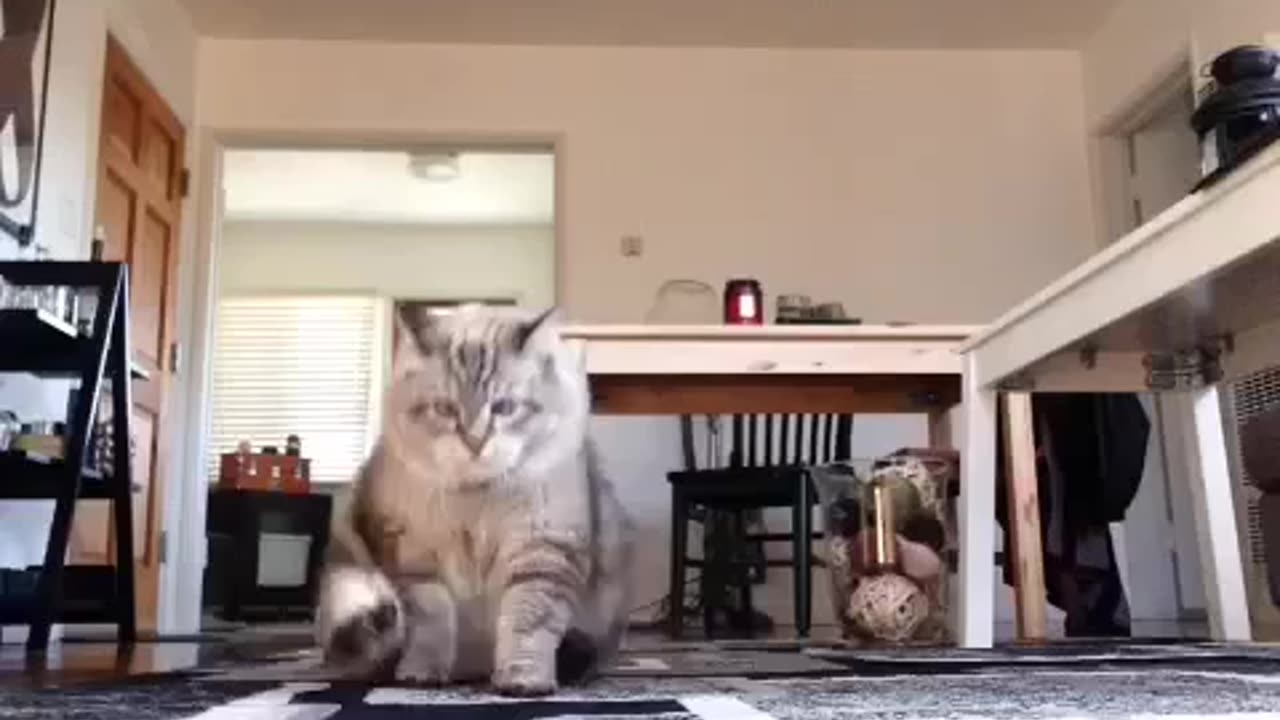 Funny Cat Shows Off His Clown-Style Walk😂🤣🤣