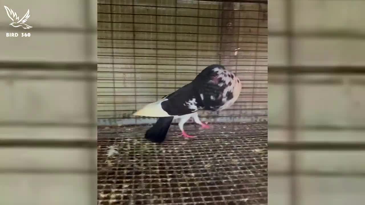 Pigeon ki video