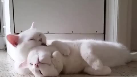 Two little white cats