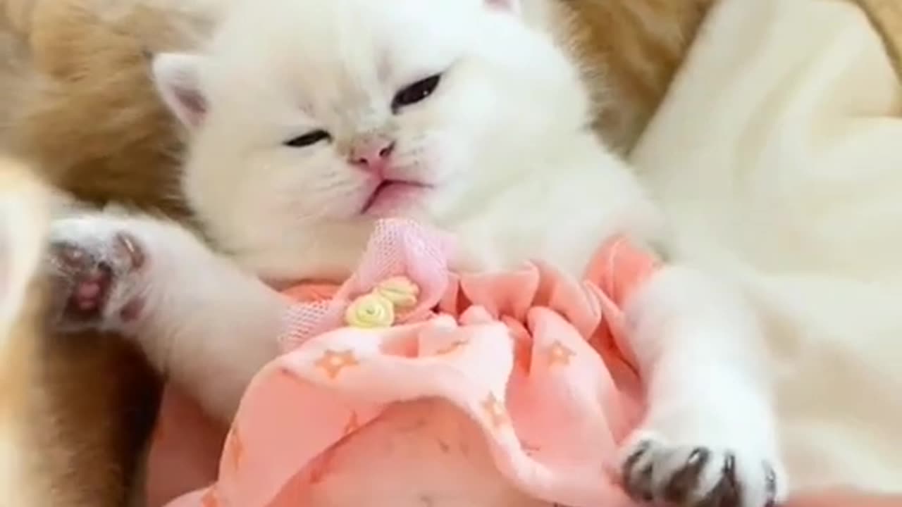 New Funny Animals, Funniest Cats and Dogs Videos 76