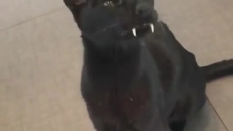 dracula cat