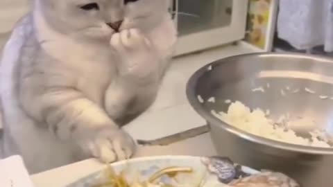 Cat kucing ngambil nasi