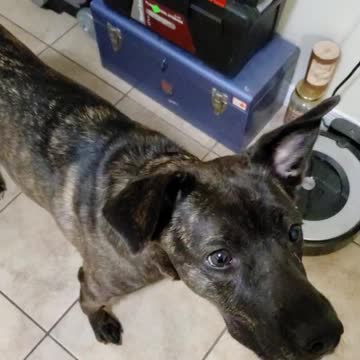 Hold It Still, Human!