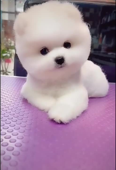 Funny animals#Funny animals