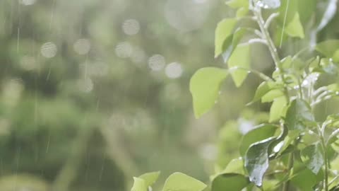 Is love, then so simple? | Rhyme | Love | Rain Mood | Nature