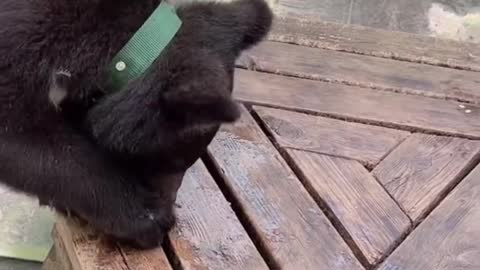 Three-month-old black bear cub eats watermelonlovely