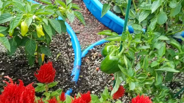Different types of Peppers