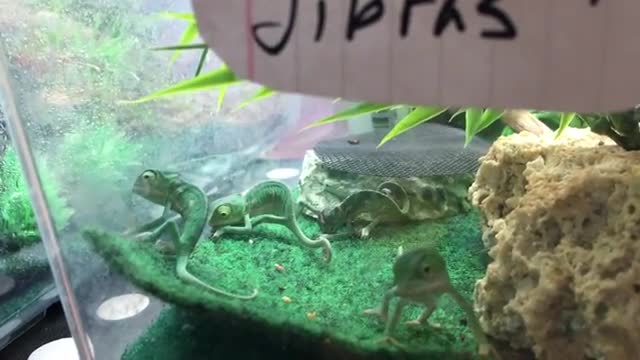 FACE PALM TRIO: Baby Chameleons Face Palming Each Other