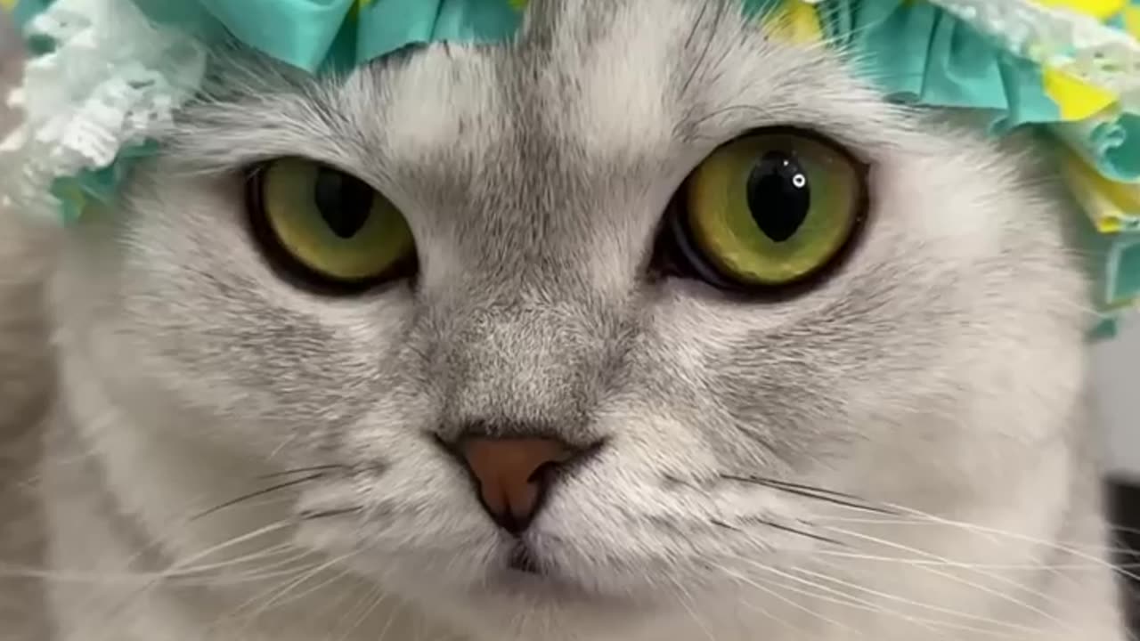 Bath time 🛁 #cat #cats