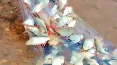 This is a beautiful and charming water-dwelling species