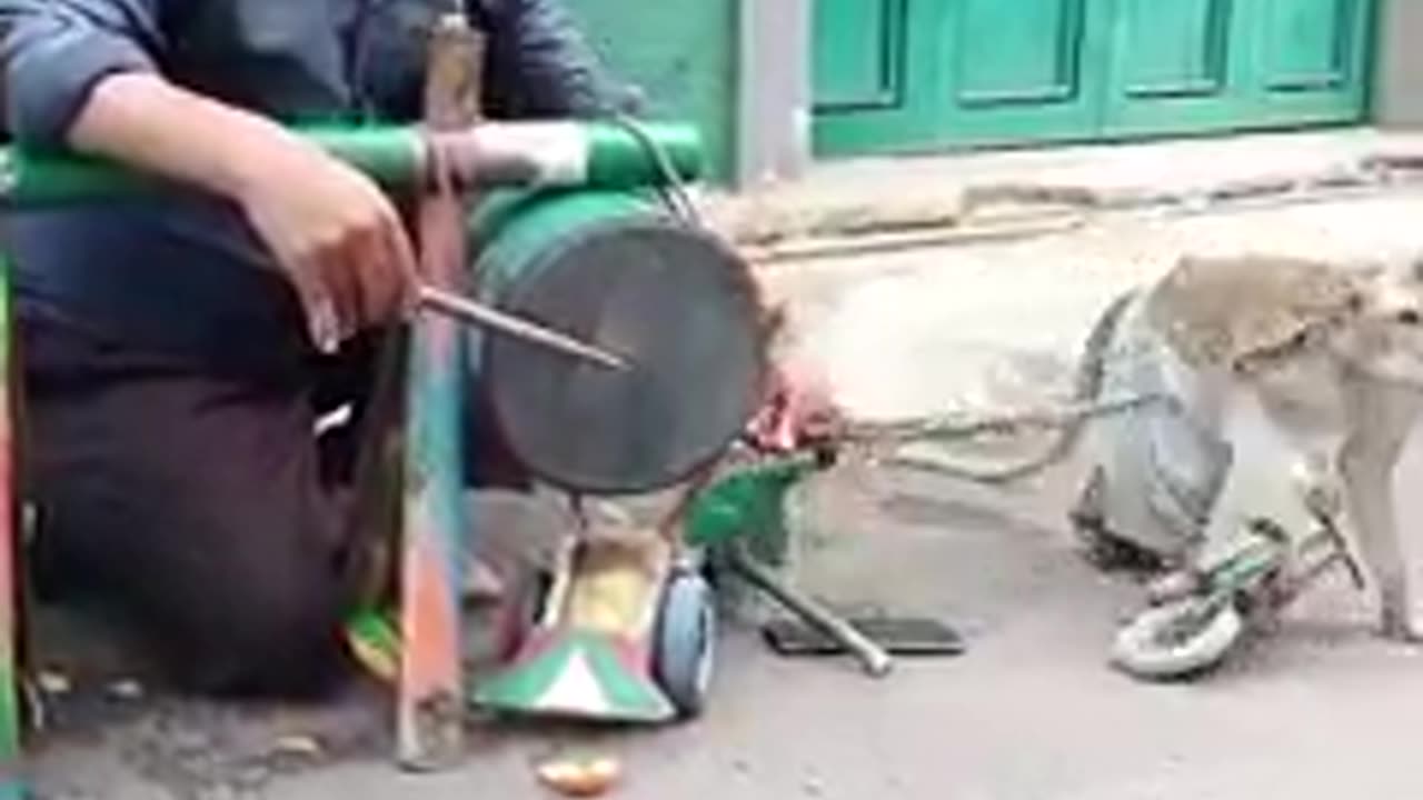 Monkey funny