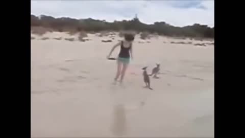 Baby Kangaroos & Joeys - CUTEST Compilation