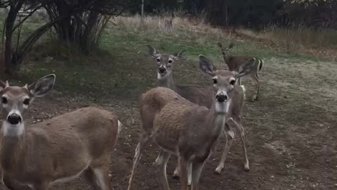 Deer trying to convince old lady it’s halloween.