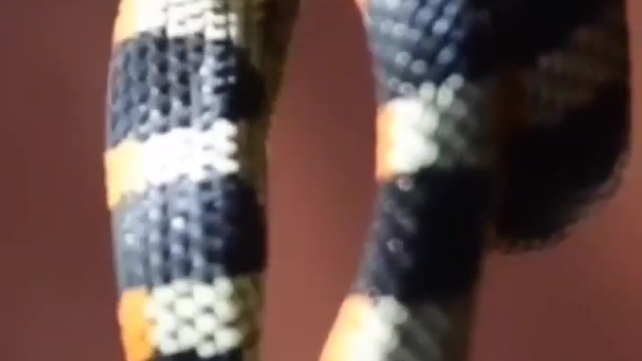 Wildlife in closer view with a natural perspective.