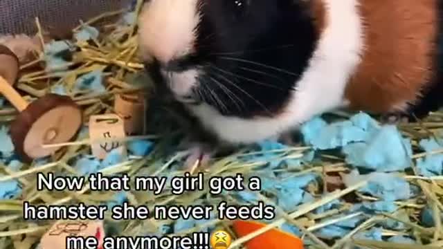 Since she got a hamster SHE NEVER WANTS TO HANG OUT ANYMORE😫