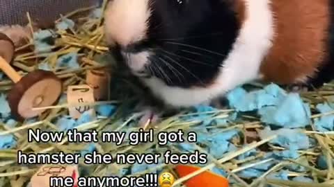 Since she got a hamster SHE NEVER WANTS TO HANG OUT ANYMORE😫