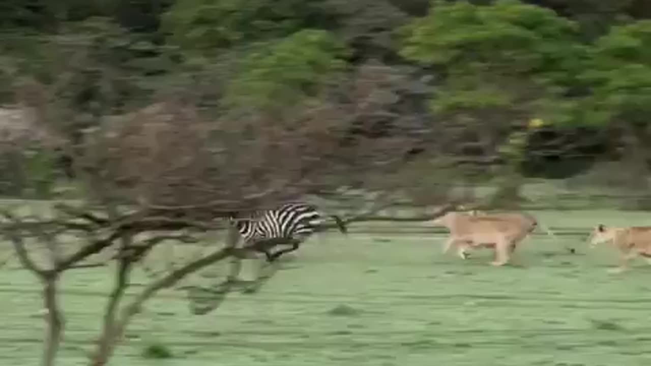 The hunter Got it wrong. Unlucky today. #lions Vs #zebra #s