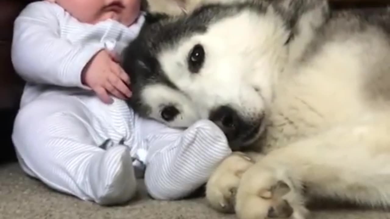 dOG Protecting cute toddler