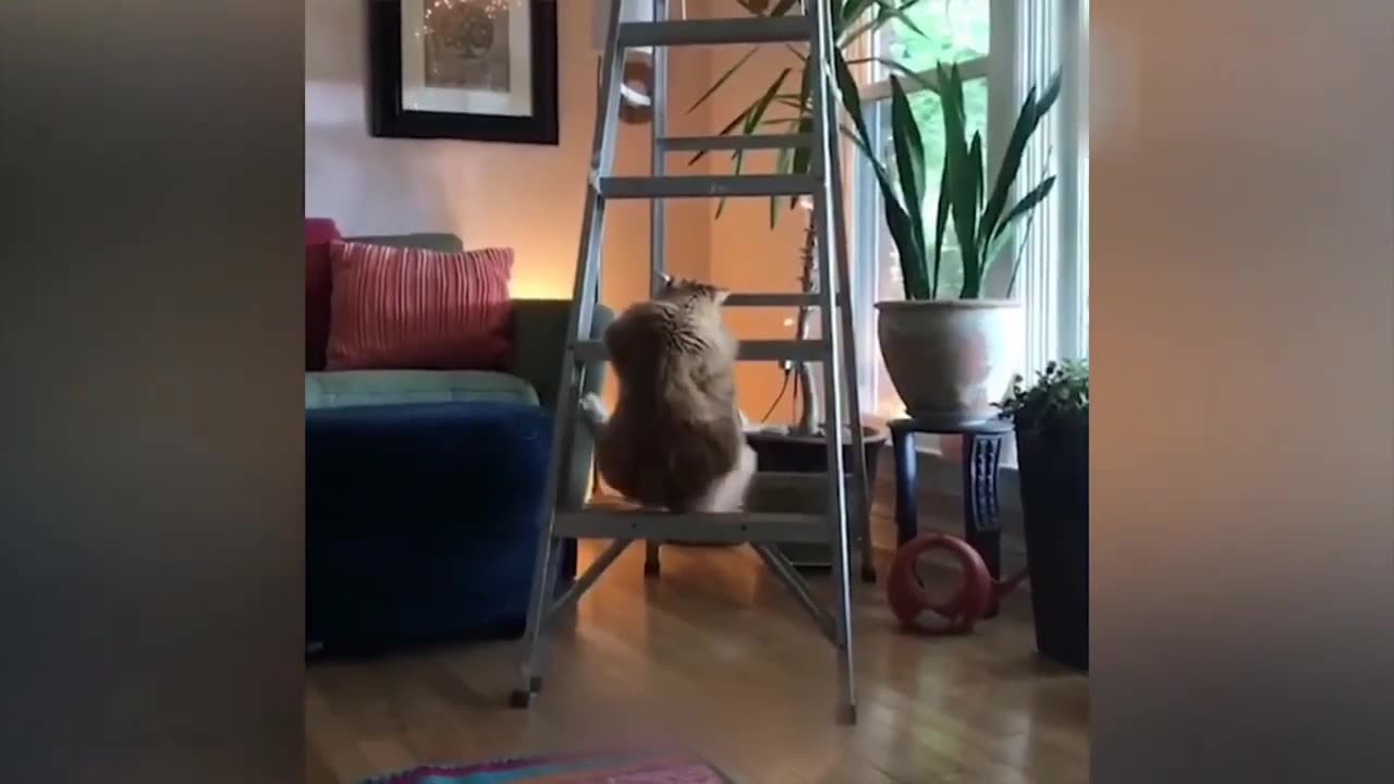 New Funny Cats and Dogs Videos | Funniest Animal Videos 2023 | FUNNY CAT VIDEO | FUNNY DOG VIDEO #10