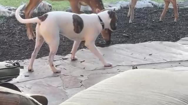 A fawn jumps so high he scares himself!