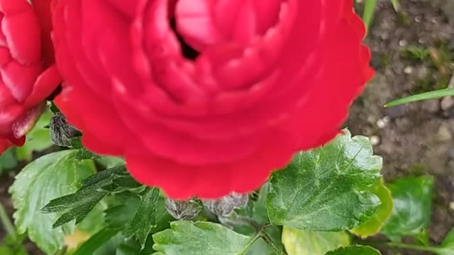 Red Ranunculus