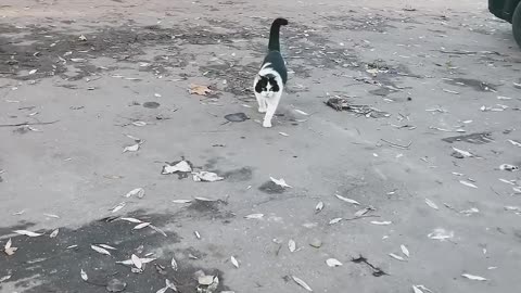 Funny Cat on an Autumn Walk