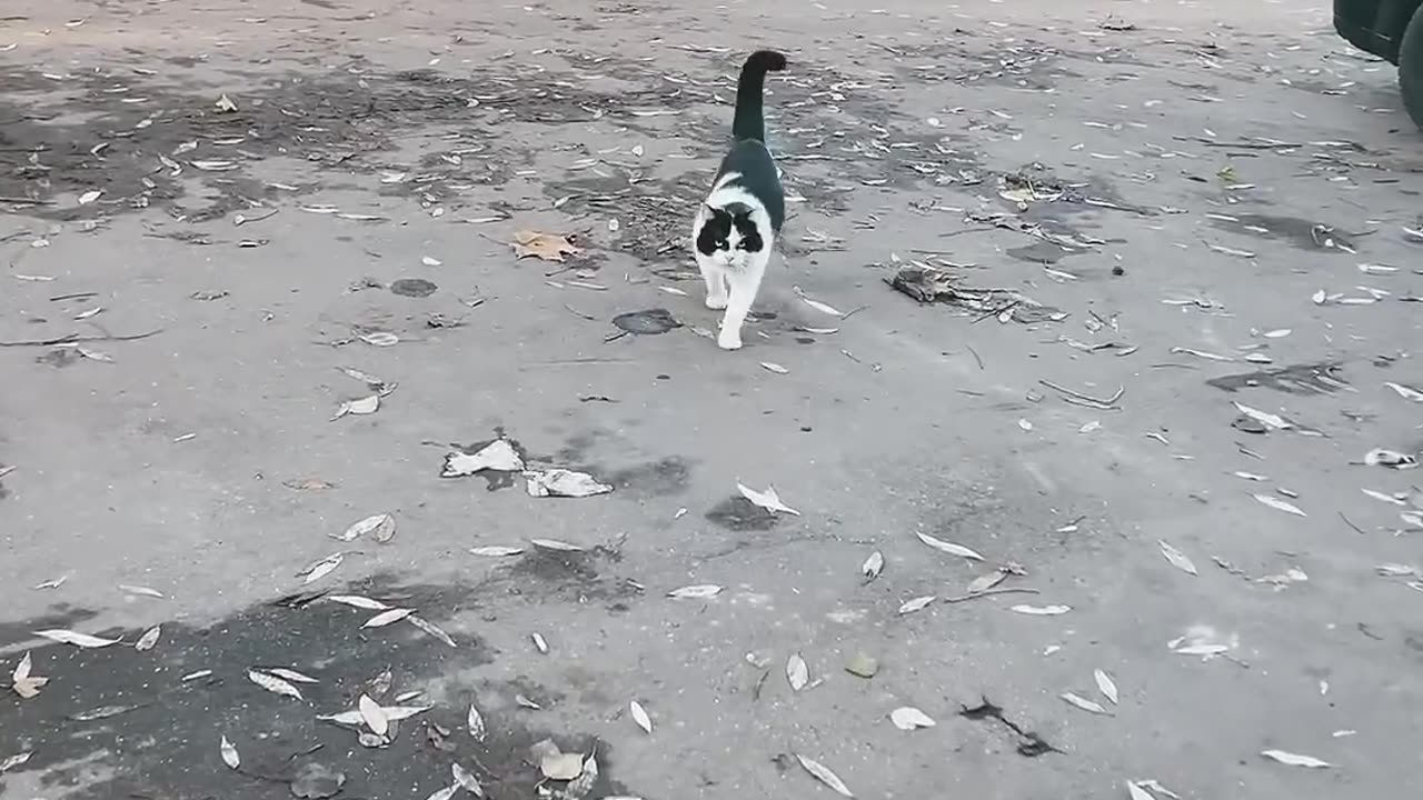 Funny Cat on an Autumn Walk