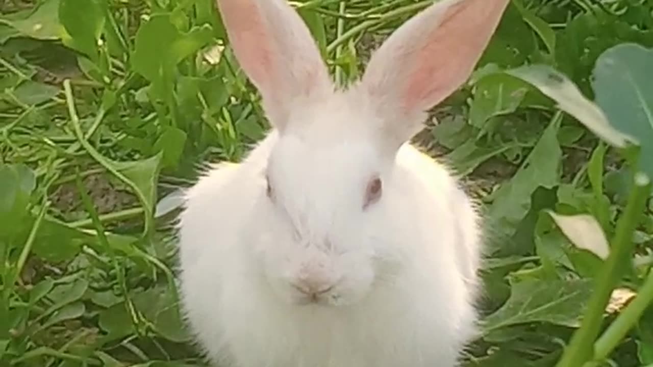 rabbit #cute #rabbitvideo #rabbitfunny