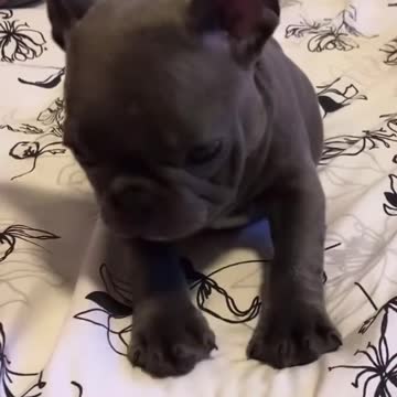 Funny dog /Rumble #funnydogsandcat #Rumble