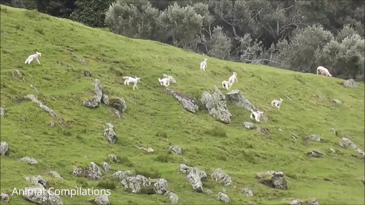 Cute Baby Lamb