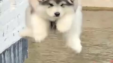 Cute puppy with his own look cute and funny