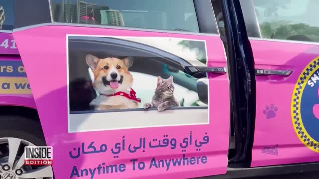 Dubai Pet Taxi Chauffeurs Pampered Pooches