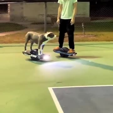 The pup does it better 👍