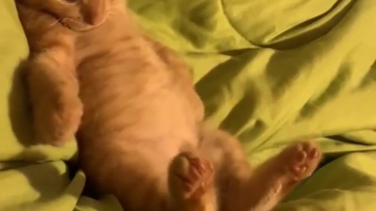 Funny and Cute animal short video