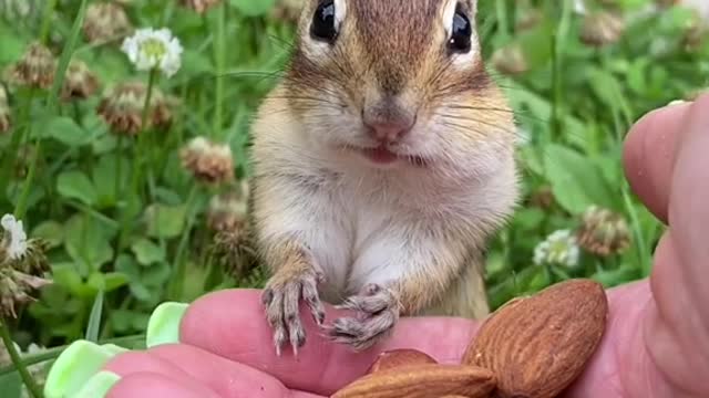 Squirrel Eating