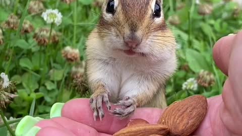 Squirrel Eating