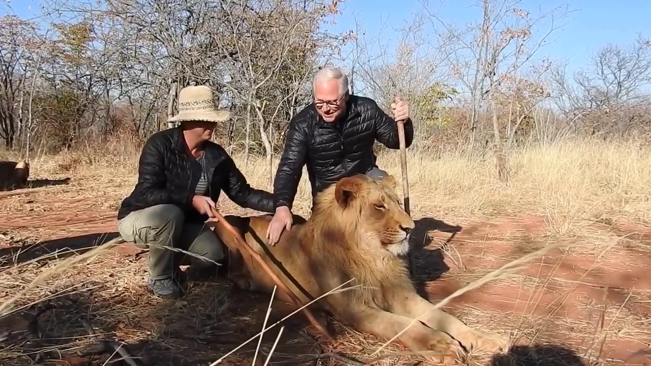 Lion walking in zambia