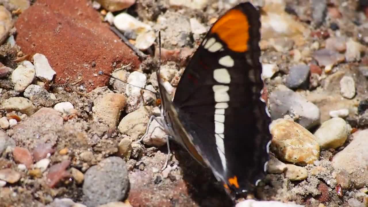 Beautiful Butterfly flying