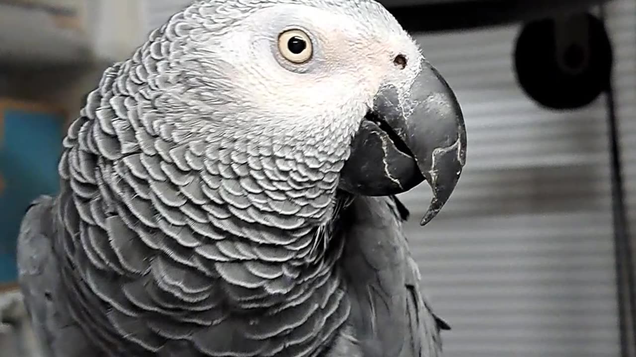 African Grey Cadence ❤️