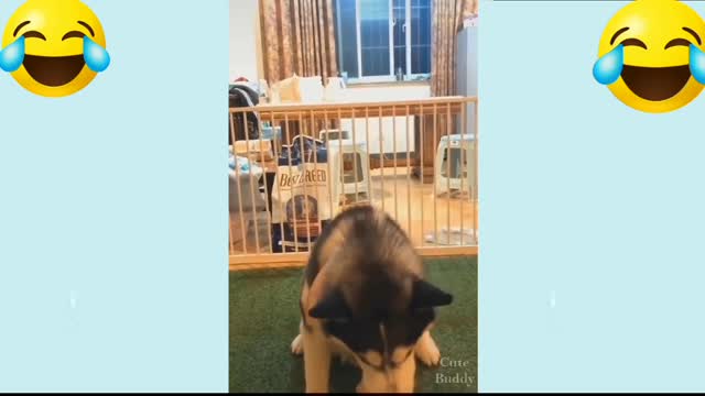 All the DOGS will make you laugh. DOG VIDEOS THAT ARE FUNNY