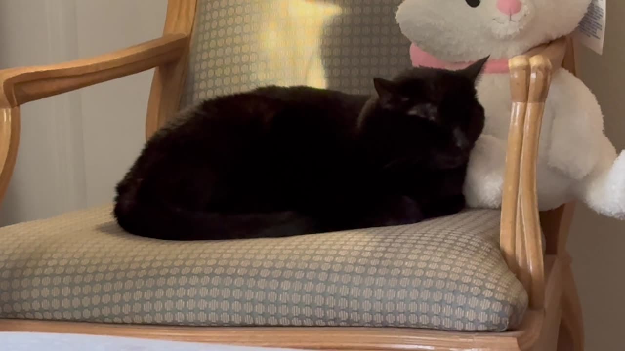 Cute Precious Piper is a Warm Loaf on a Throne - Adopting a Cat from a Shelter Vlog